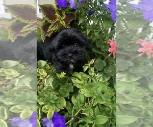 Havanese Puppy for sale in LIVONIA, MI, USA