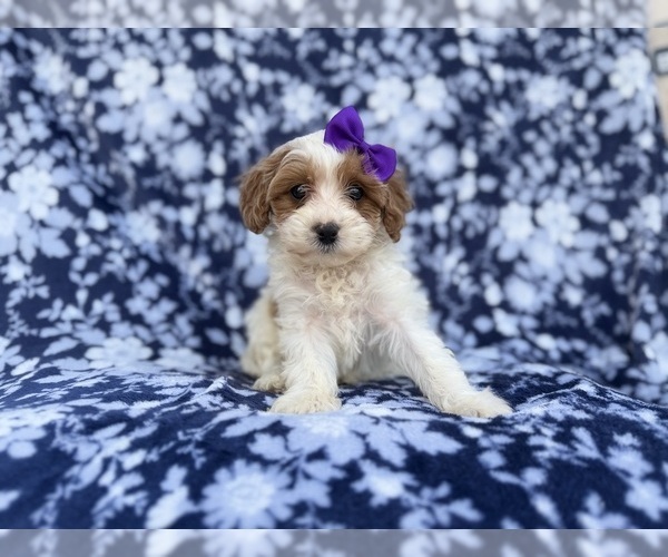 Medium Photo #2 Cavapoo (Miniature) Puppy For Sale in LAKELAND, FL, USA
