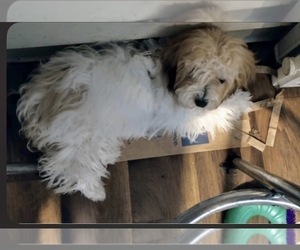 Mother of the Maltipoo (Miniature) puppies born on 07/25/2026