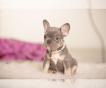 Small Photo #7 French Bulldog Puppy For Sale in LOX, FL, USA