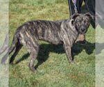 Small #2 American Staffordshire Terrier-Boxer Mix