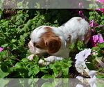 Puppy Willow Cavalier King Charles Spaniel