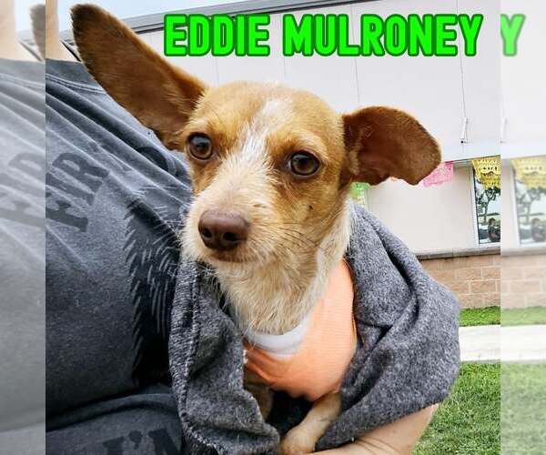 Medium Photo #14 Dachshund-Unknown Mix Puppy For Sale in San Antonio, TX, USA