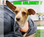 Small #13 Dachshund Mix