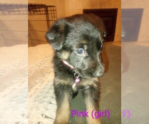 German Shepherd Dog Puppy for sale in VANCOUVER, WA, USA
