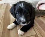 Small Photo #16 Aussiedoodle Miniature  Puppy For Sale in GILBERT, AZ, USA