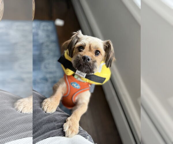 Medium Photo #6 Shiranian Puppy For Sale in Oakhurst, NJ, USA