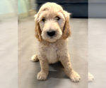 Small Photo #2 Goldendoodle Puppy For Sale in HAMPSTEAD, NC, USA