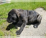 Small Photo #14 Mastiff Puppy For Sale in FULTON, NY, USA