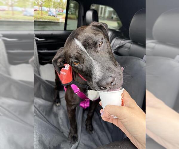 Medium Photo #2 Labrador Retriever-Unknown Mix Puppy For Sale in Orange, CA, USA