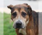 Small Boxer Mix
