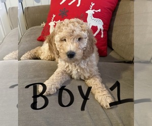 Goldendoodle (Miniature) Puppy for sale in BATTLE CREEK, MI, USA