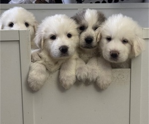 Great Pyrenees Litter for sale in VIRGINIA BEACH, VA, USA