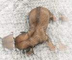Small Photo #33 Puggle-Shih Tzu Mix Puppy For Sale in NEW YORK MILLS, MN, USA