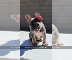 French Bulldog Puppy for sale in AVONDALE, AZ, USA