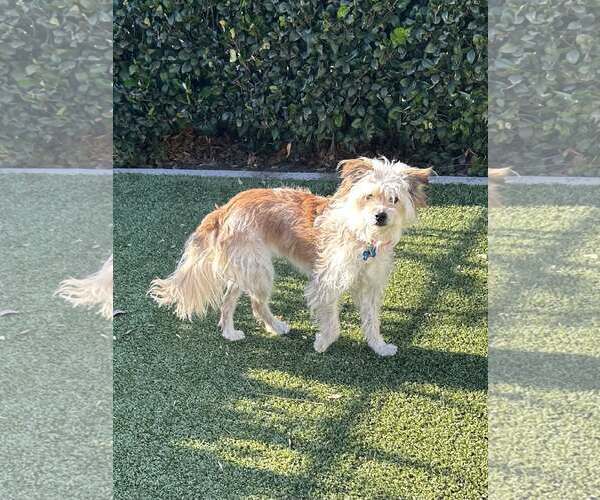 Medium Photo #5 Mutt Puppy For Sale in Corona, CA, USA