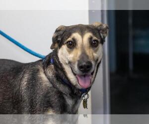 Labrador Retriever-Unknown Mix Dogs for adoption in Mountain Home, AR, USA