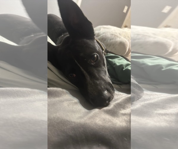 Medium Photo #1 Mutt Puppy For Sale in Coralville, IA, USA