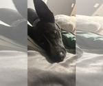 Small Mutt