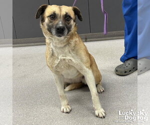 Mutt Dogs for adoption in Washington, DC, USA