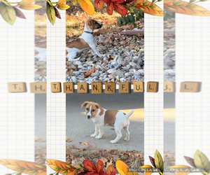 Jack Russell Terrier Litter for sale in FREEMAN, MO, USA