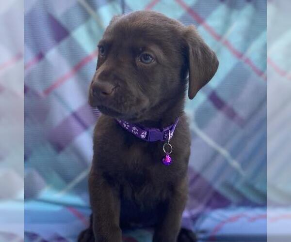 Medium Photo #1 Labrador Retriever-Unknown Mix Puppy For Sale in San Diego, CA, USA