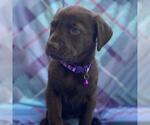 Small Labrador Retriever Mix