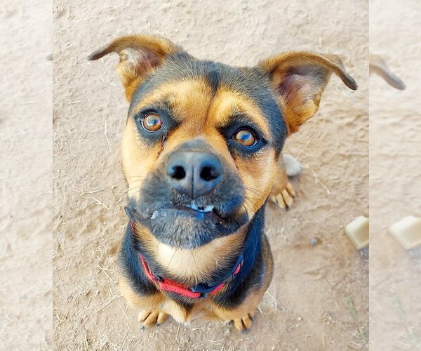 Medium Photo #8 Rottweiler-Unknown Mix Puppy For Sale in phoenix, AZ, USA