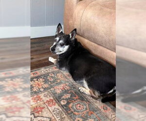 Willow (Chihuahua) - Female Chihuahua-Unknown Mix Dog for Adoption - Photo #10