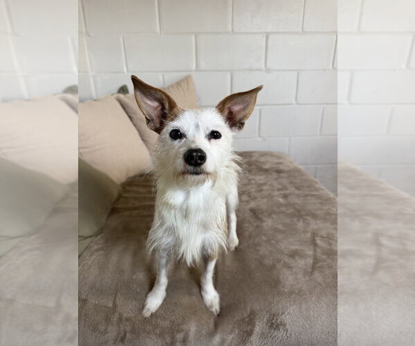 Medium Photo #4 Mutt Puppy For Sale in San Leon, TX, USA