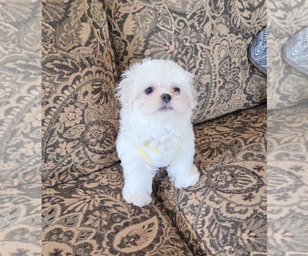 Medium Photo #3 Maltese Puppy For Sale in SANTA CLARITA, CA, USA