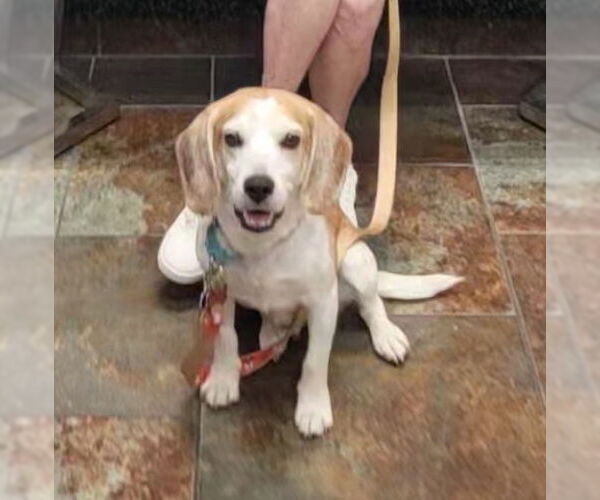 Medium Photo #5 Beagle Puppy For Sale in Las Vegas, NV, USA