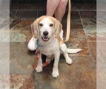 Small #4 Beagle