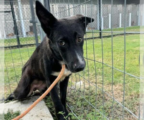 Medium Photo #3 German Shepherd Dog-Unknown Mix Puppy For Sale in Houston, TX, USA
