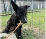 Small #2 German Shepherd Dog Mix