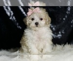 Small Photo #3 Maltipoo Puppy For Sale in WARSAW, IN, USA