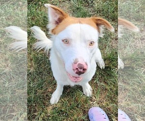 American Pit Bull Terrier-Retriever  Mix Dogs for adoption in Stephens City, VA, USA