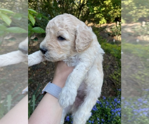 Medium Photo #7 Poodle (Standard) Puppy For Sale in KEIZER, OR, USA