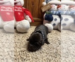 Small Photo #10 Labrador Retriever Puppy For Sale in NEOLA, WV, USA