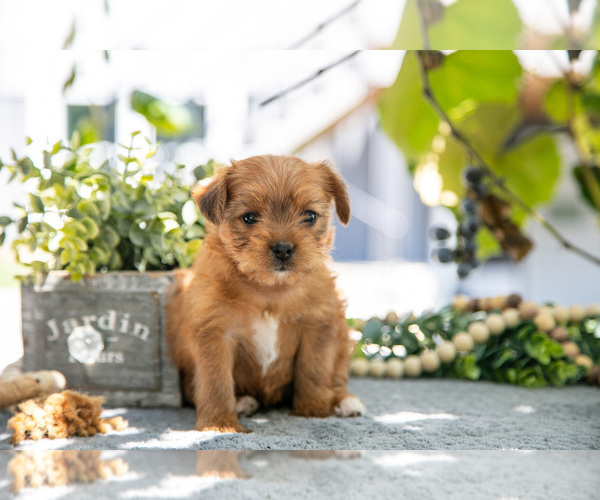 Medium Photo #3 Shorkie Tzu Puppy For Sale in KIRKWOOD, PA, USA