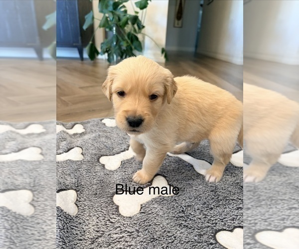 Medium Photo #9 Golden Retriever Puppy For Sale in PHOENIX, AZ, USA