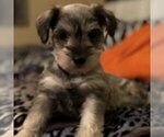 Small Photo #1 Schnauzer (Miniature) Puppy For Sale in HOUSTON, TX, USA