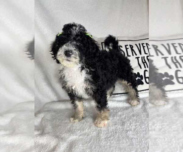 Medium Photo #6 Bernedoodle Puppy For Sale in GREENFIELD, IN, USA