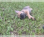 Small Photo #3 French Bulldog Puppy For Sale in SEBRING, FL, USA