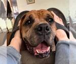 Small #1 Boxer