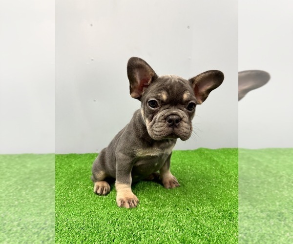 Medium Photo #3 French Bulldog Puppy For Sale in SACRAMENTO, CA, USA