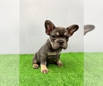 Small Photo #3 French Bulldog Puppy For Sale in SACRAMENTO, CA, USA