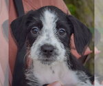 Small #4 Mutt