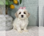Small #4 Maltipoo (Toy)