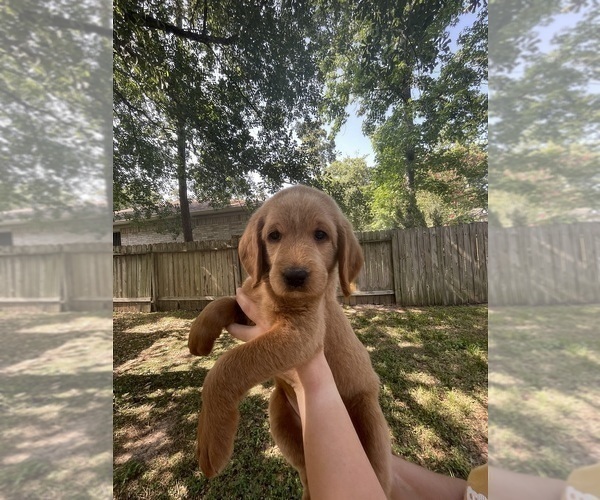 Medium Photo #7 Labradoodle Puppy For Sale in THE WOODLANDS, TX, USA